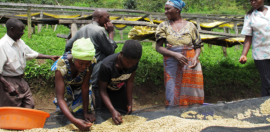 congo muungano coffee